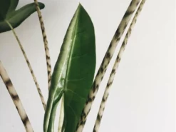 Indoor Garden Alocasia Zebrina Alocasias 11 Indoor Garden Alocasia Zebrina Alocasias