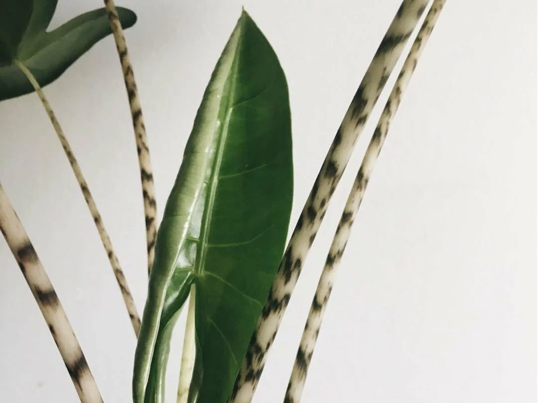 Indoor Garden Alocasia Zebrina Alocasias 5 Indoor Garden Alocasia Zebrina Alocasias