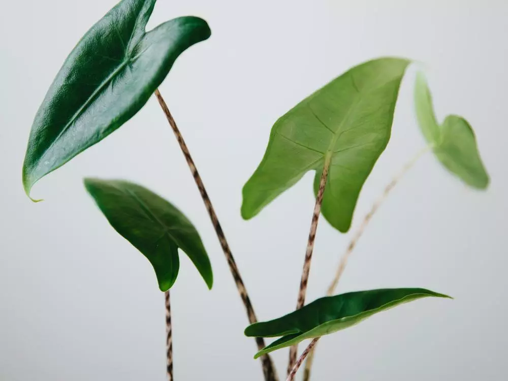 Indoor Garden Alocasia Zebrina Alocasias 6 Indoor Garden Alocasia Zebrina Alocasias