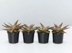 Succulents Pool Friendly Plants Aloe Christmas Cracker