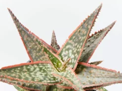 Succulents Pool Friendly Plants Aloe Christmas Cracker