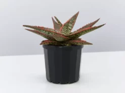 Succulents Pool Friendly Plants Aloe Christmas Cracker