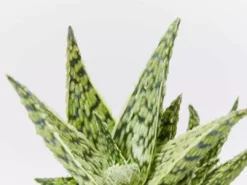 Succulents Full Sun Aloe X Doran Black 6 Succulents Full Sun Aloe X Doran Black