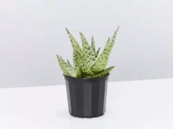 Succulents Full Sun Aloe X Doran Black