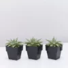 Succulents Aloe Grey Ghost Full Sun