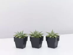Succulents Aloe Grey Ghost Full Sun