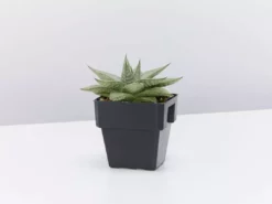 Succulents Aloe Grey Ghost Full Sun