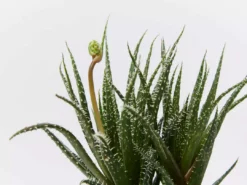 Succulents Aloe Haworthioides 6 Succulents Aloe Haworthioides