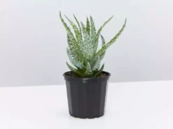 Succulents Aloe Orcus