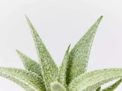 Succulents Aloe X Paul Hutchinson Full Sun