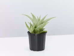 Succulents Aloe X Paul Hutchinson Full Sun