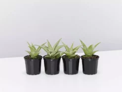 Succulents Aloe X Paul Hutchinson Full Sun