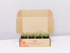 Succulents Aloe X Paul Hutchinson Full Sun