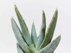 Succulents Full Sun Aloe Peglerea