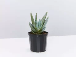 Succulents Full Sun Aloe Peglerea