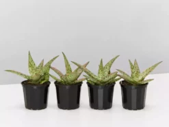 Succulents Full Sun Aloe Sandro X Daenerys