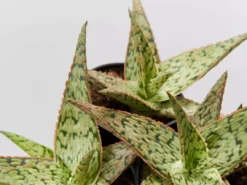 Succulents Full Sun Aloe Sandro X Daenerys