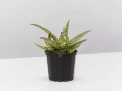 Succulents Full Sun Aloe Sandro X Daenerys