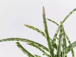 Succulents Aloe Spotted Kiwi