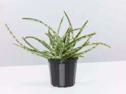 Succulents Aloe Spotted Kiwi