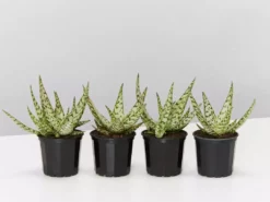 Succulents Full Sun Aloe Wunderkind