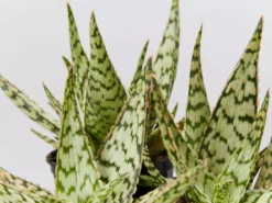 Succulents Full Sun Aloe Wunderkind