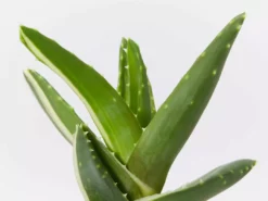 Succulents Full Sun Aloe Perfoliata Variegata