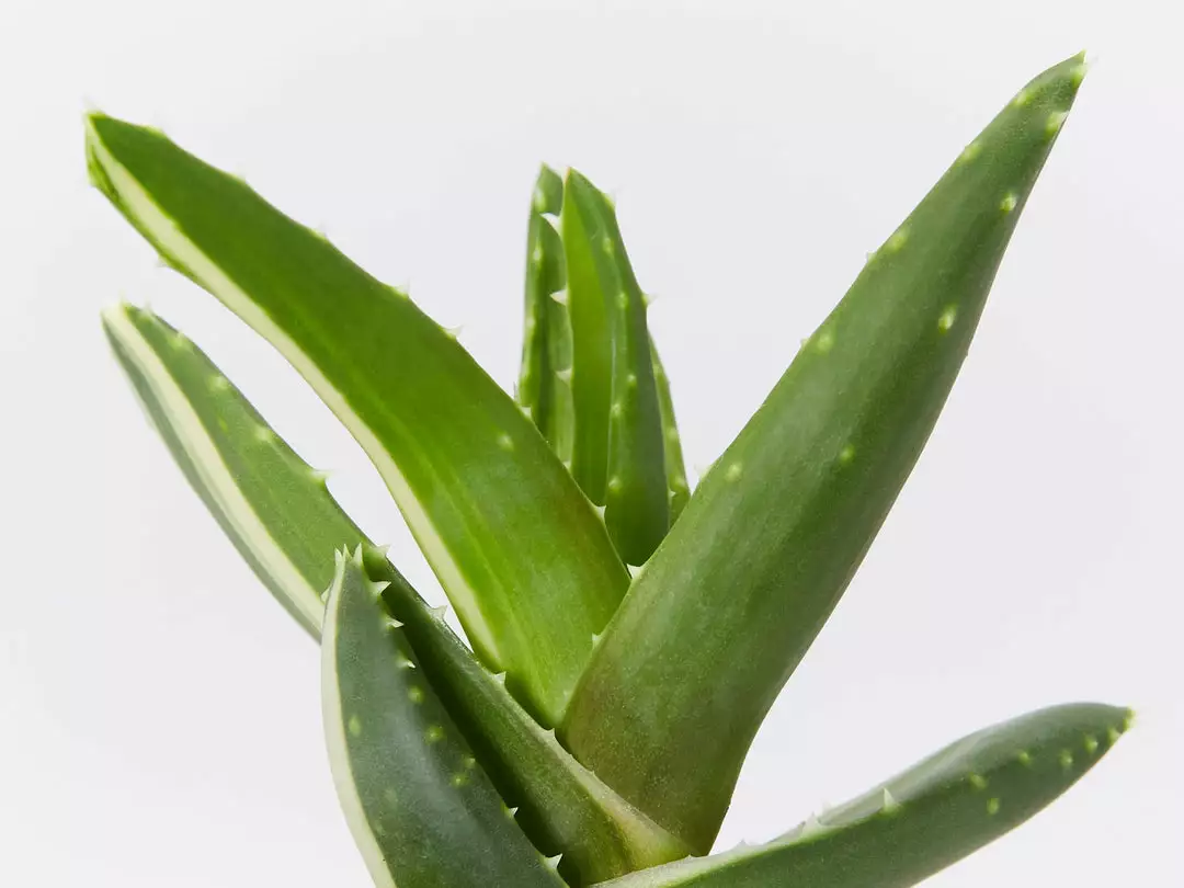 Succulents Full Sun Aloe Perfoliata Variegata 4 Succulents Full Sun Aloe Perfoliata Variegata