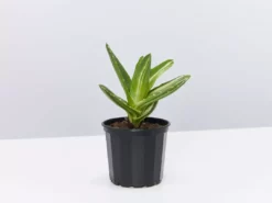 Succulents Full Sun Aloe Perfoliata Variegata