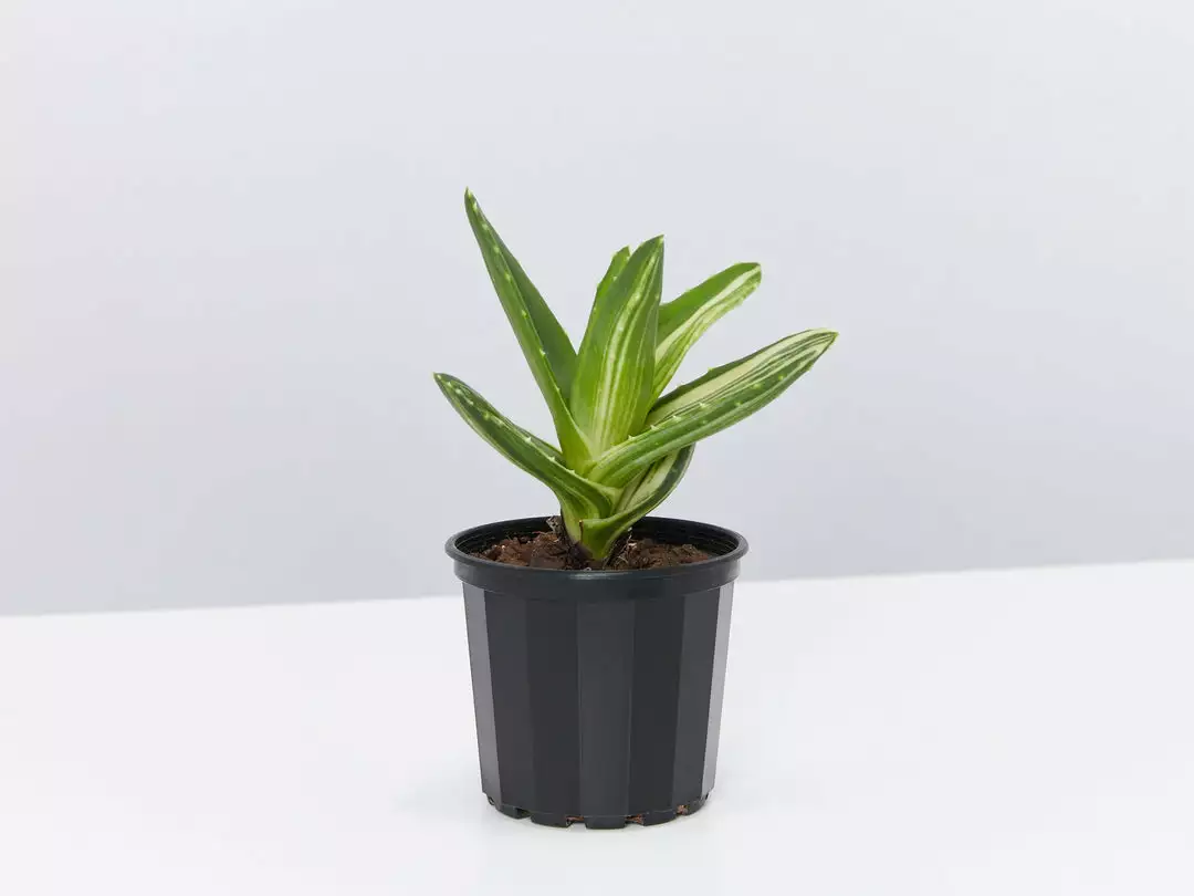 Succulents Full Sun Aloe Perfoliata Variegata 3 Succulents Full Sun Aloe Perfoliata Variegata