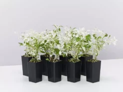 Shrubs Alternanthera Ficoidea Snow On The Mountain