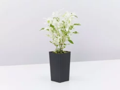 Shrubs Alternanthera Ficoidea Snow On The Mountain