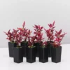 Ozbreed Shrubs Alternanthera Dentata Brazilian Red Hots™ Plant Pack