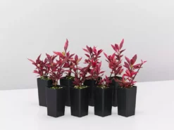 Ozbreed Shrubs Alternanthera Dentata Brazilian Red Hots™ Plant Pack