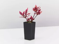 Ozbreed Shrubs Alternanthera Dentata Brazilian Red Hots™ Plant Pack