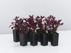 Ozbreed Shrubs Alternanthera Dentata Little Ruby™