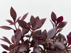 Ozbreed Shrubs Alternanthera Dentata Little Ruby™