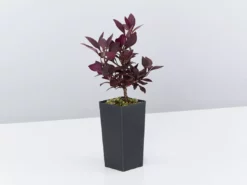 Ozbreed Shrubs Alternanthera Dentata Little Ruby™