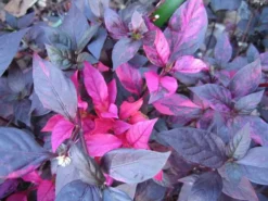 Shrubs Alternanthera Dentata 'Firebug'