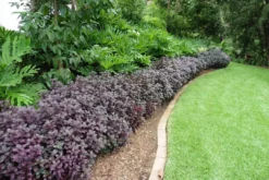 Ozbreed Shrubs Alternanthera Dentata Little Ruby™