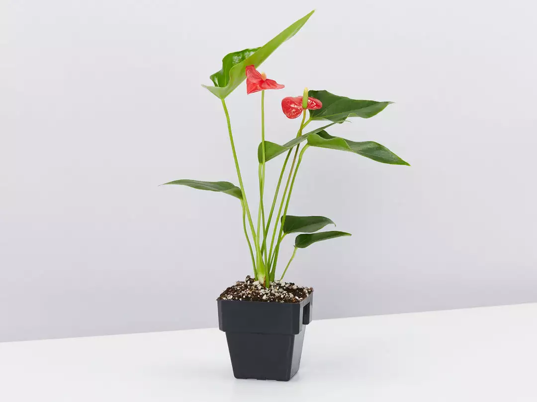 Indoor Garden Anthurium Mixed Pack 85mm 5 Indoor Garden Anthurium Mixed Pack 85mm