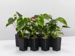 Indoor Garden Anthurium Aloha Red Easy Care Plants