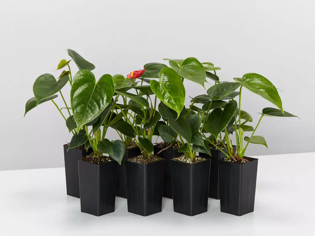 Indoor Garden Anthurium Aloha Red Easy Care Plants 3 Indoor Garden Anthurium Aloha Red Easy Care Plants