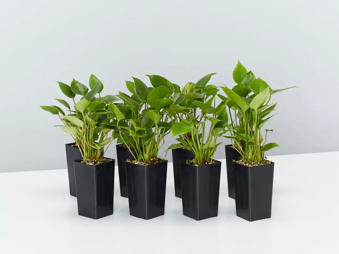 Indoor Garden Anthurium Adreanum Purple Arc Shrubs 3 Indoor Garden Anthurium Adreanum Purple Arc Shrubs