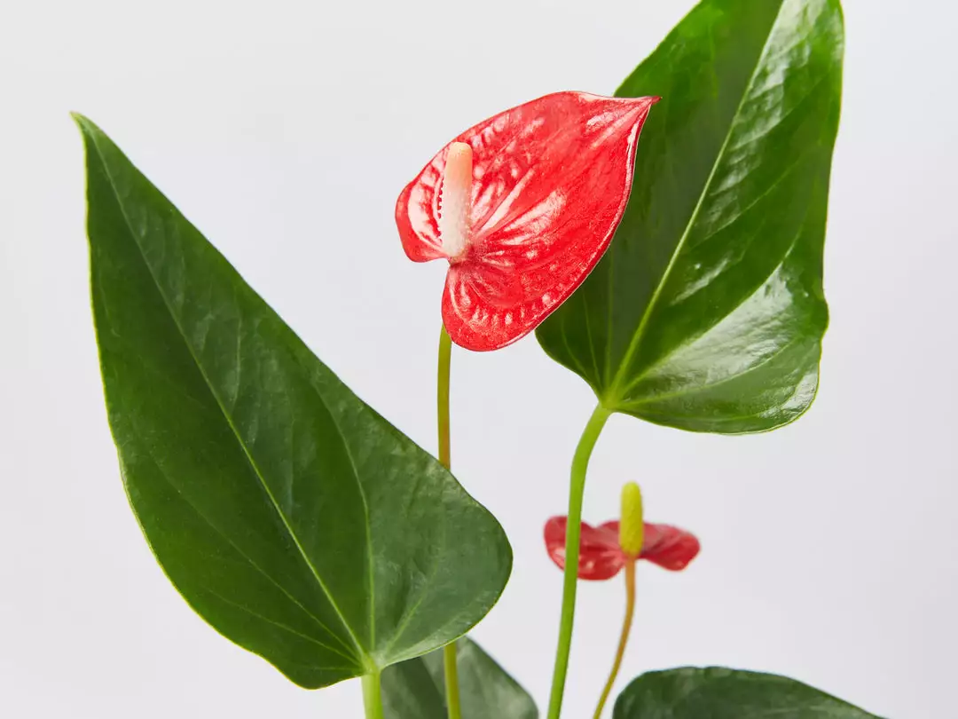 Indoor Garden Anthurium Mixed Pack 85mm 7 Indoor Garden Anthurium Mixed Pack 85mm