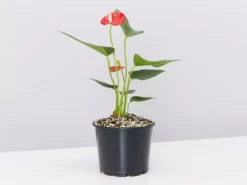 Pot + Plant Gift Box Anthurium Flowering Varieties - Pot + Plant + Soil