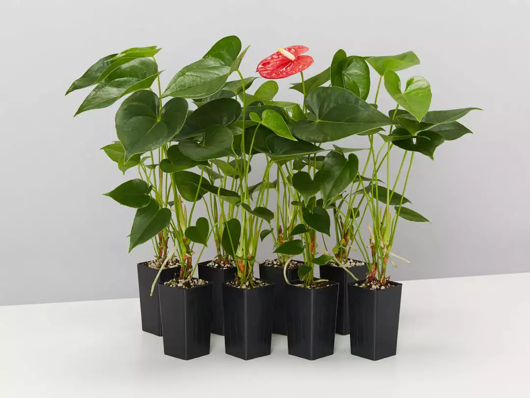 Indoor Garden Anthurium Jambo Red 3 Indoor Garden Anthurium Jambo Red