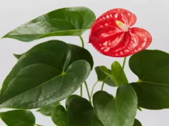 Indoor Garden Anthurium Jambo Red