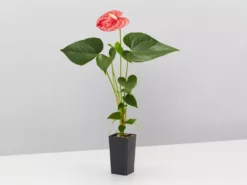 Indoor Garden Green Wall Pack - Indoors 20 Indoor Garden Green Wall Pack - Indoors