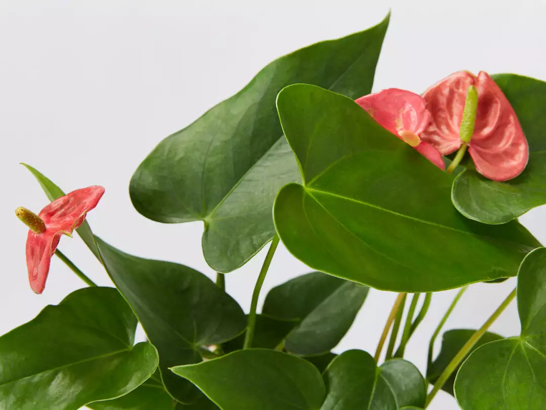 Indoor Garden Anthurium Mixed Pack 85mm 4 Indoor Garden Anthurium Mixed Pack 85mm